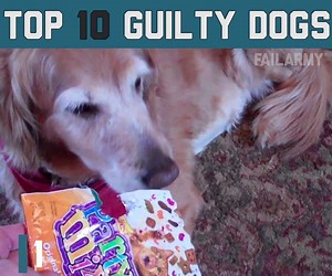 Guys, a fan of FailArmy, Craig, has agreed to get his family a dog if this petition reaches 1,000 signatures. Help his loving family get a dog so that his kids don't grow up to be weirdos! https://www.ipetitions.com/petition/get-your-family-a-dog-craig In the meantime, enjoy watching the Top 10 Guilty Dogs of all time! | FailArmy