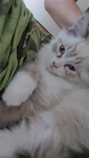 10K views · 419 reactions | Excuse my voice, coughs twice I'm sick. #cat #catsoftiktok | Silvia AILaughatmyownjokes | Facebook