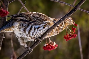 So, You Want to Be a Grouse Hunter? Here's How - Game & Fish