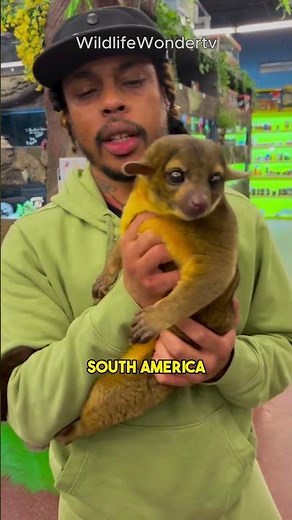 Meet the Kinkajou: The Adorable Honey Bear! 🐻🍯 #Kinkajou #HoneyBear