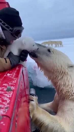 Arctic Rescue: Human Returns Polar Cub to Mother in Tense Ice Edge Standoff #nature #rescue #arctic