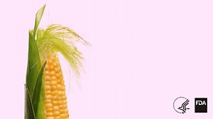 1.8K views · 31 reactions | There are only 10 GMO crops available in the U.S. Can you name them? Learn more about GMO crops: go.usa.gov/xGmzr | U.S. Food and Drug Administration | Facebook