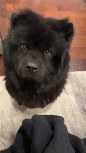 Adorable Chow Chow Puppy with Belly Ache - Lab Chow Mix