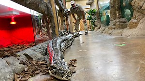 Burmese Pythons are the third largest type of snake in the world🤩 They don’t get as long as a reticulated Python but can still weigh over 300 pounds🤯 That’s a lot snake and we don’t know if she’s done growing😅 . . . . #giant #monster #wow #cool #video #moments #fun #wild #wildlife #Burmese #python #funny #big #snake #epic #huge #size #heavy #incredible #facebook #fb #fbpost #cool #video #moments #reptile | Jayprehistoricpets