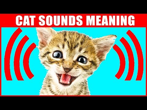 8 Sounds Cats Make and What They Mean