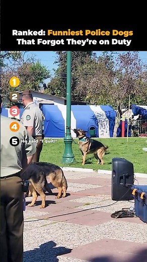 Ranked- Funniest Police Dogs That Forgot They’re on Duty 🤣🐕‍🦺 | Funniest Police Dog Moments 2026