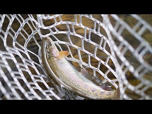 Derbyshire Wye Fly Fishing | Wild Rainbow Trout and Big Wild Brownies