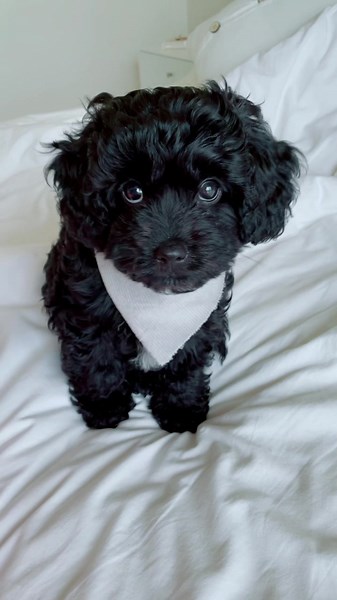 Adorable Cavapoo Puppies - The Cutest Pets on the Internet