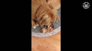 1.3M views · 6.4K reactions | BFFs forever. | The Pet Collective | Facebook