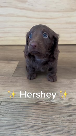 Adorable Chocolate Dachshund Puppy Crew on TikTok