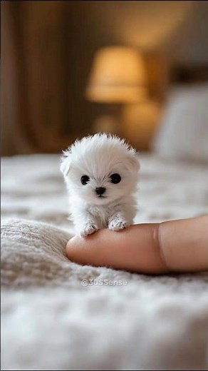 Top 4 Smallest Dog Breeds in the World — Number 1 Will Melt Your Heart!🐶#pets #dogs #cute