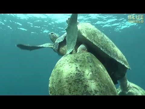 Amazing Sea Turtle Mating Footage!