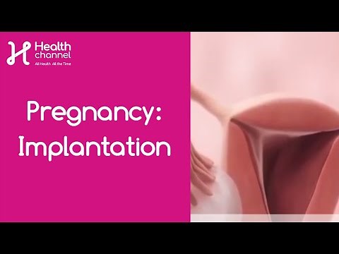 Pregnancy: Implantation