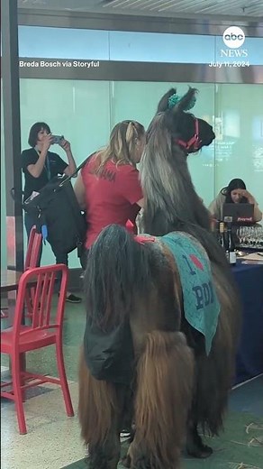 Emotional support llamas roam Portland airport