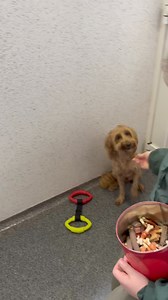 4.1K views · 94 reactions | Cockapoo Luna and Leo are both available for adoption https://rb.gy/u73roq | Limerick Animal Welfare | Facebook