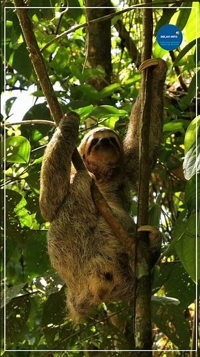 Amazing Facts About Sloths: A Fascinating Look into These Unique Creatures #shorts #sloth