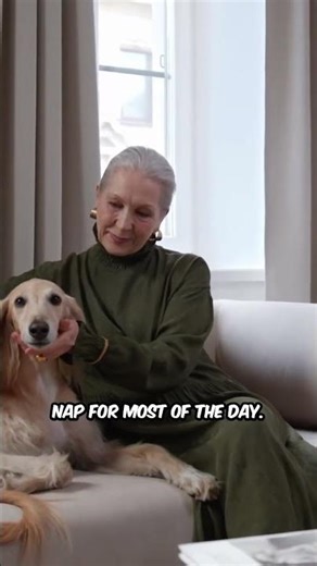 Incredible Facts About GREYHOUNDS