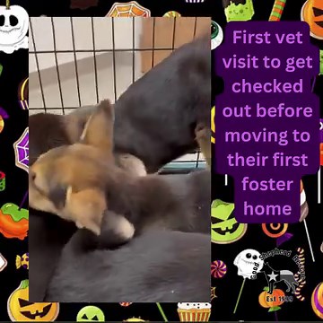 64 reactions · 19 comments | Check out these 4 adorable F GSD puppies. They will be available soon after vetting is completed. Skittles, Snickers, Starburst & SweeTart! Email us at gsdresq@gmail.com if you are interested! | Good Shepherd Rescue of Texas | Facebook