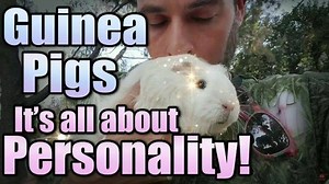 93 reactions · 18 comments | Guinea Pigs: It's All About Personality!! On picking the right one ♡ Full Video: https://youtu.be/iRyv6OFO6pc?list=PLdljnEoWqWF37o5wCTyw_MosSPl5Uu7ix #guineapigs #guineapigsofinstagram #guineapigcare #cuy #laguineapigrecue #scottysanimals #animalrescue | Scotty's Animals | Facebook