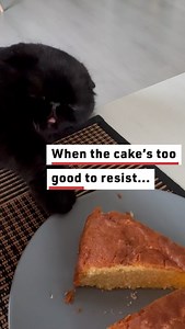 309K views · 2.8K reactions | Cat vs. Cake | Reader's Digest | Facebook