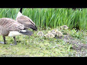What Do Baby Canada Geese Look Like?