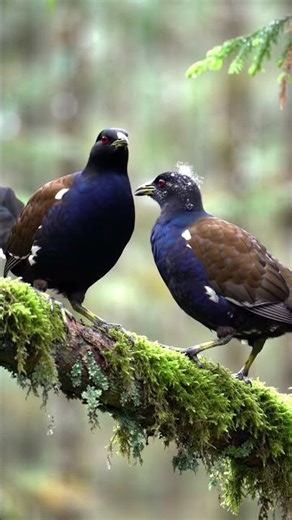 Black Grouse Bird Sounds in 4K — Rare Lekking Call Up Close (Lyrurus tetrix) #shorts #birdsound
