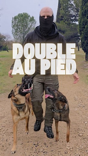 8K views · 7.3K reactions | Comment faire marcher deux chiens au pied...