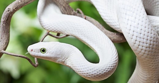 12 Common White Snakes (Pictures, Level of Danger, and More)
