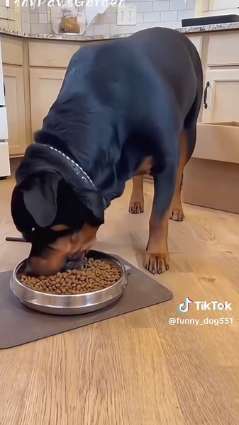 Hilarious Dog Moments That Will Make You Laugh