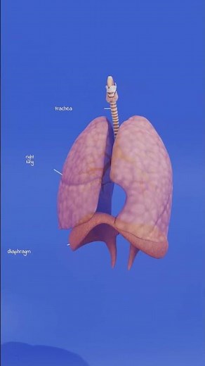 How do the lungs work? Human Anatomy Lessons #biology