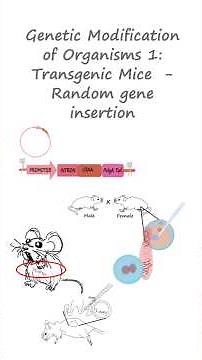 Transgenic mice: Gene Modification of Organisms 1 #biology #biotechnology #genetics