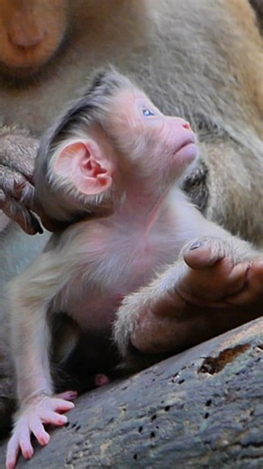 Newborn monkey enjoys full feeding wrapped in mom’s arms | Alien TV