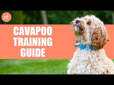 How to Train a Cavapoo? Complete Step By Step Guide