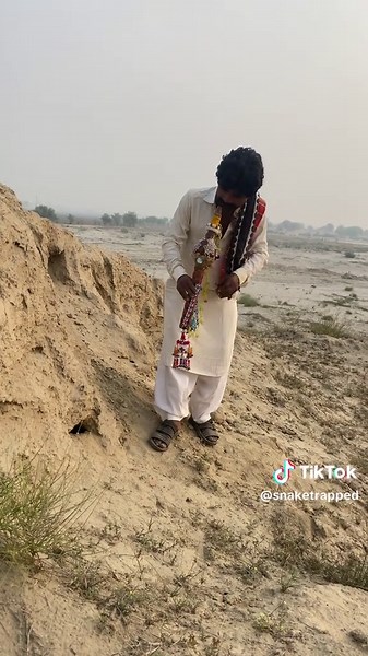 Wildlife Encounter: Snake in Small Hole