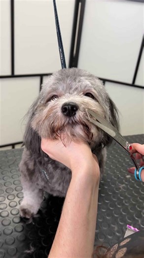 Havanese dog grooming: From fluffy to fresh!
