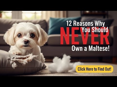 12 Reasons Why You Should NEVER Own a Maltese! 🐶❌