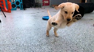 612K views · 10K reactions | Service dogs provide physical assistance for people living with disabilities as well as support for those who experience trauma. Dog Bless You partners with many service dog organizations, and here are a few things you may not have known about these hero pups! | Dog Bless You | Facebook