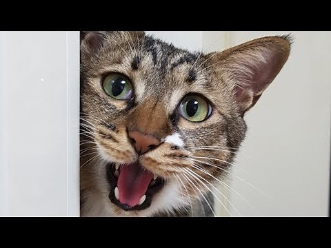 Signs That Your Cat Is Crying For Help