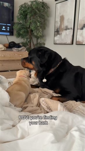 44K views · 859 reactions | Found her bark and she’s not afraid to use it! 藍﫨殺❤ | Oun Rottweiler | Facebook