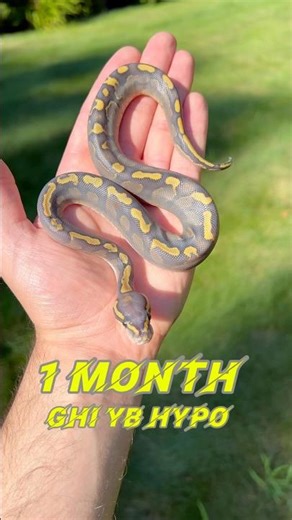 GHI YB Hypo Ball Python Color Transformation😍🔥