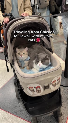 The boys have been enjoying their vacation in Oahu 🌺 This was by our most complicated trip given the large amount of pet documents required to avoid quarantine for the cats. We will be making a separate video outlining the whole process of traveling to Hawaii with pets with direct airport release i.e. not having to quarantine your fur babies. Wishing you all Merry Christmas 🎄❤️ #cats #travelcat #viral #hawaii #catlover