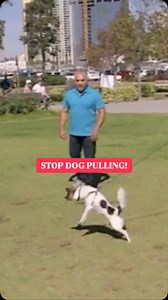 1.4K reactions · 75 comments | Stop Dog Pulling! 瑩 Remember as the Pack Leaders, it is important to provide direction and protection. Do you have this dog behavioral issue? | Cesar Millan | Facebook