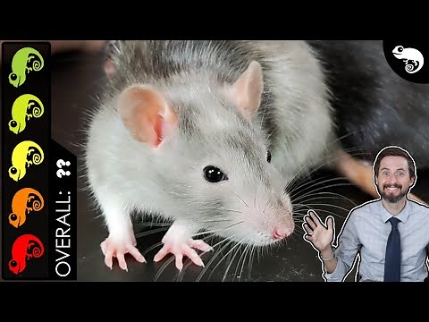 Rat, The Best Pet Mammal?