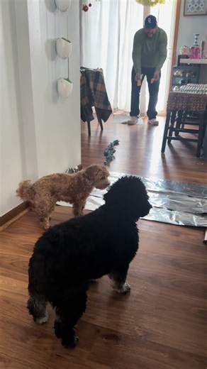 dogs vs. aluminum foil | Dogs Funny Animals