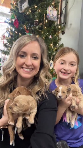 A quick update for Mamma Olive’s families! *All are reserved* Thank you for your patience as I have been out this week due to illness. #cavapoochon #foreverpuppy | Doodle Puppy Crew - Cavapoochons