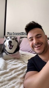 414K views · 29K reactions | Life With a Talking Husky… | Meeka The Husky | Facebook