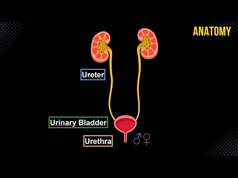 Ureter, Urinary Bladder & Urethra (Structures & Walls) - Urinary System Anatomy