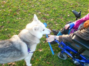 Service Dog Training Program - AZ Dog Sports | Train Your Own Dog