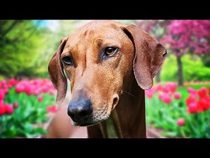 Azawakh - The Ultimate Owner's Guide (Top Pros and Cons)