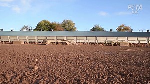 41K views · 1.1K reactions | Chickens do not enjoy roaming in open spaces without cover. Foliage makes them feel safe to explore and protects them from bad weather and predators. All eggs no matter what branding or labels are on the box, are made with suffering. Go vegan. | PETA UK | Facebook